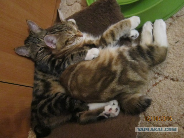 Котовторник 13.10.2015