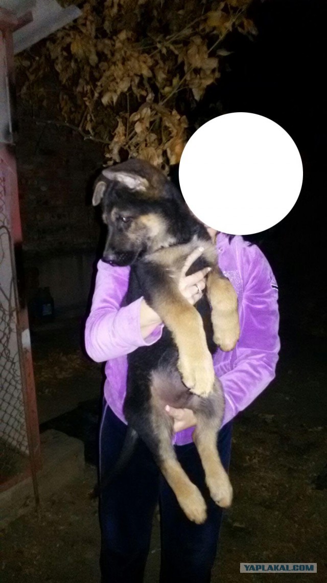 Вольер для немецкой овчарки.