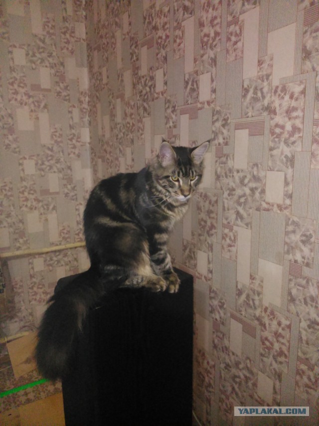 Кошки породы мейн-кун