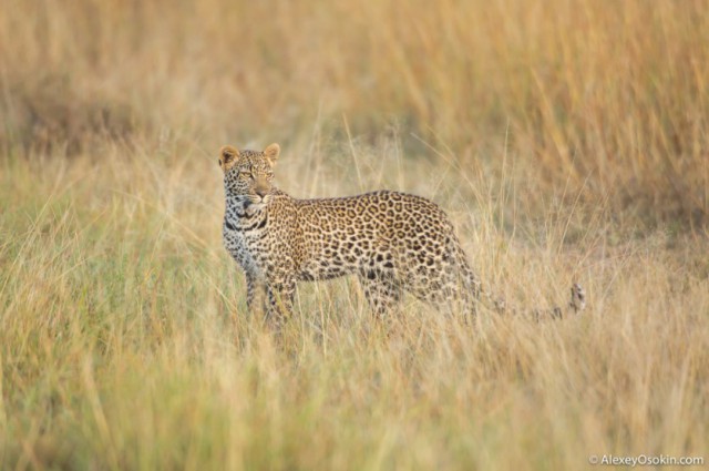 Леопардик Поли