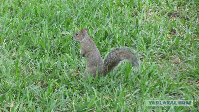 Флорида.Орландо.