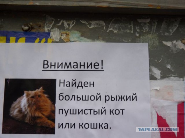 Кошка скрылась с места преступления