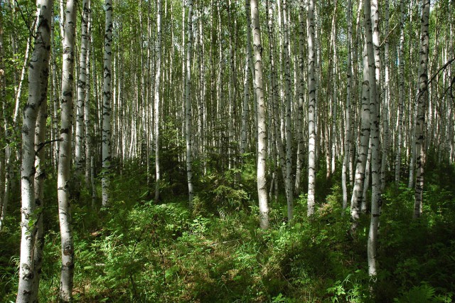 Деревенская Америка - 2