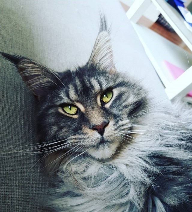 Уже лев или еще кот?