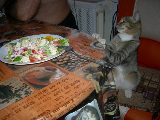 Коты из сети