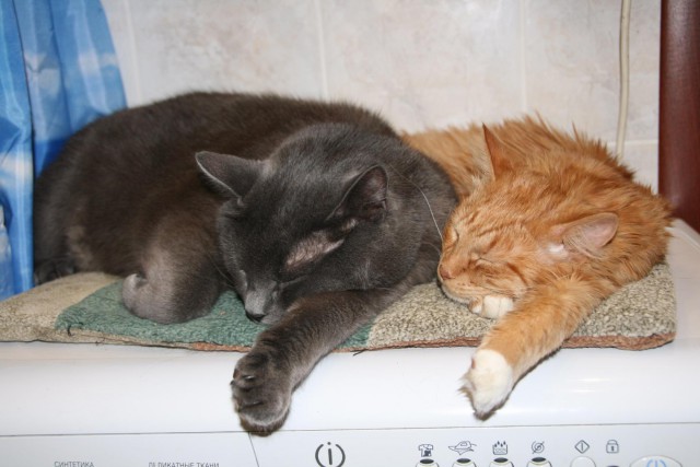 Котовторник  14.02.2017