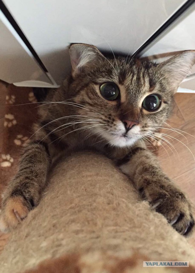 "Котовторничные гифки"