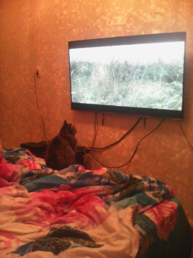 Коты и Кошки