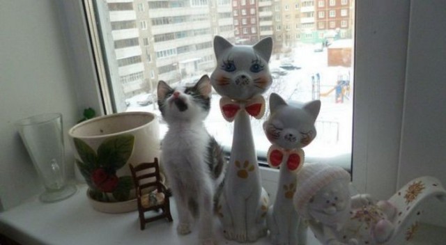 Коты и Кошки