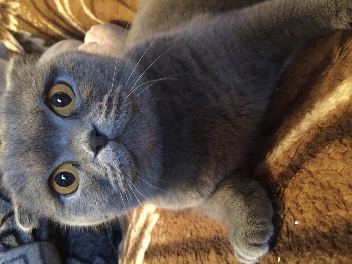 Котовторник 9.01.2018