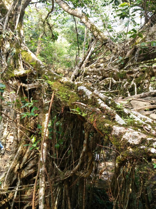 К живым мостам и обратно. Заметки из Индии