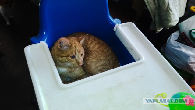 Котовторник ждали? А вот и он!