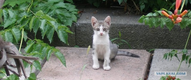 Котовторник  на  ЯПлакалъ