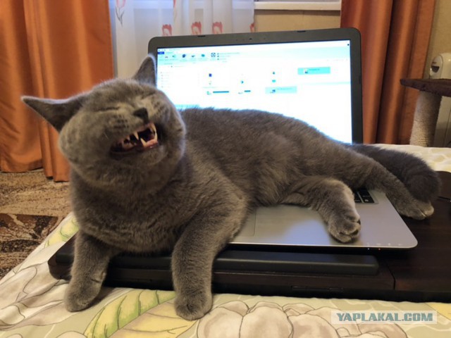 Котовторник  31.07.2018