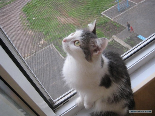 Котовторник на ЯПе (21.04.2009)