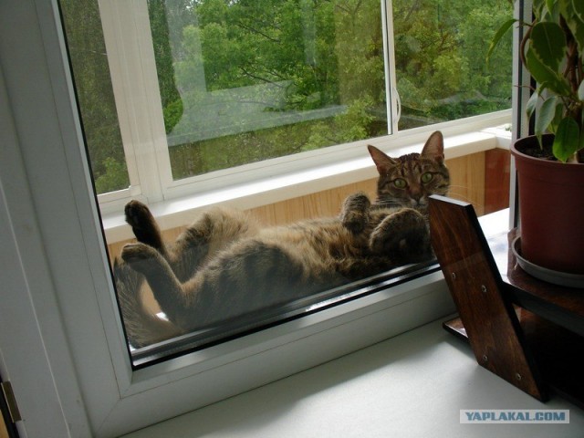 Котопятница