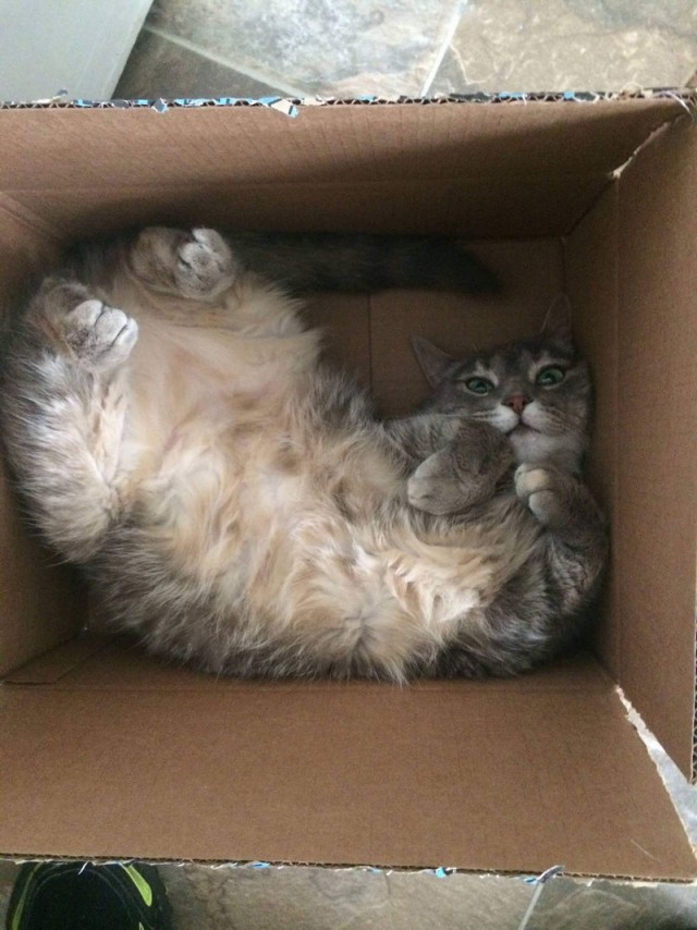 Прикольных котов пост
