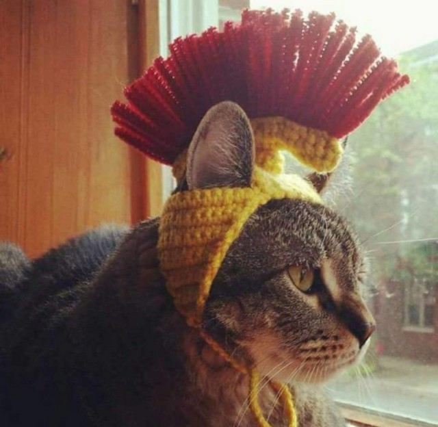 Прикольных котов пост