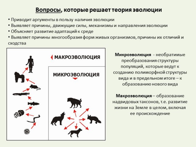 13 мифов об эволюции человека