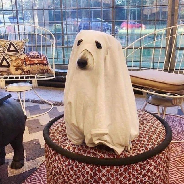Живность из сети