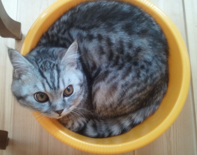 Котовторник: Кошки и ягнёнок