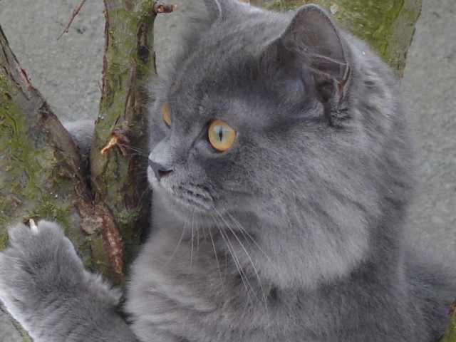 Сонный Котовторник