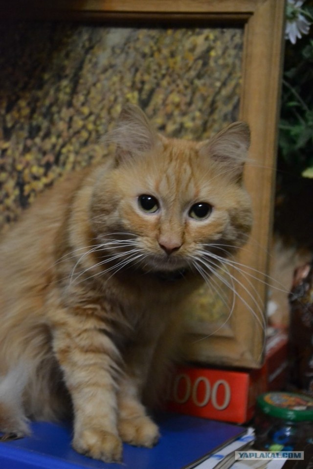 Котовторник так котовторник!