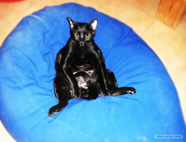 Котовторник 27.12.11