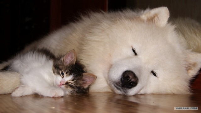 Котовторник (10.01.2012)