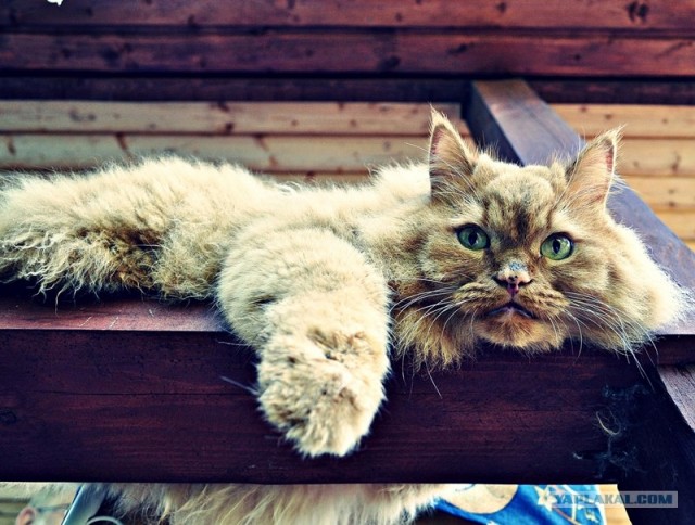 Котовторник! 13.03.2012