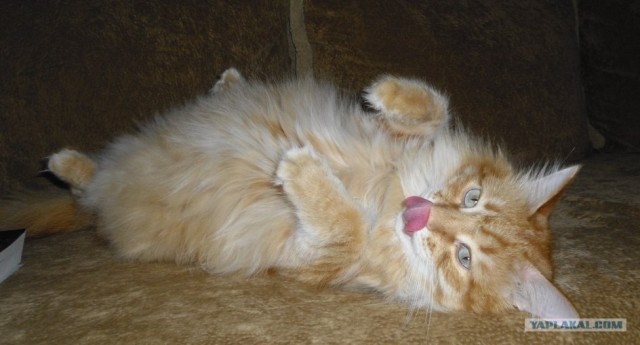Котовторник 22.05.2012