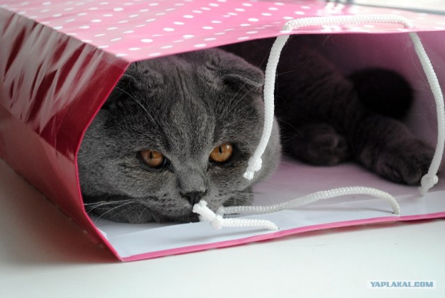 Котовторник 24.07.2012