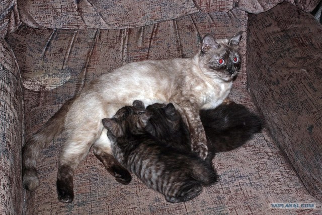 Котовторник 07.08.2012