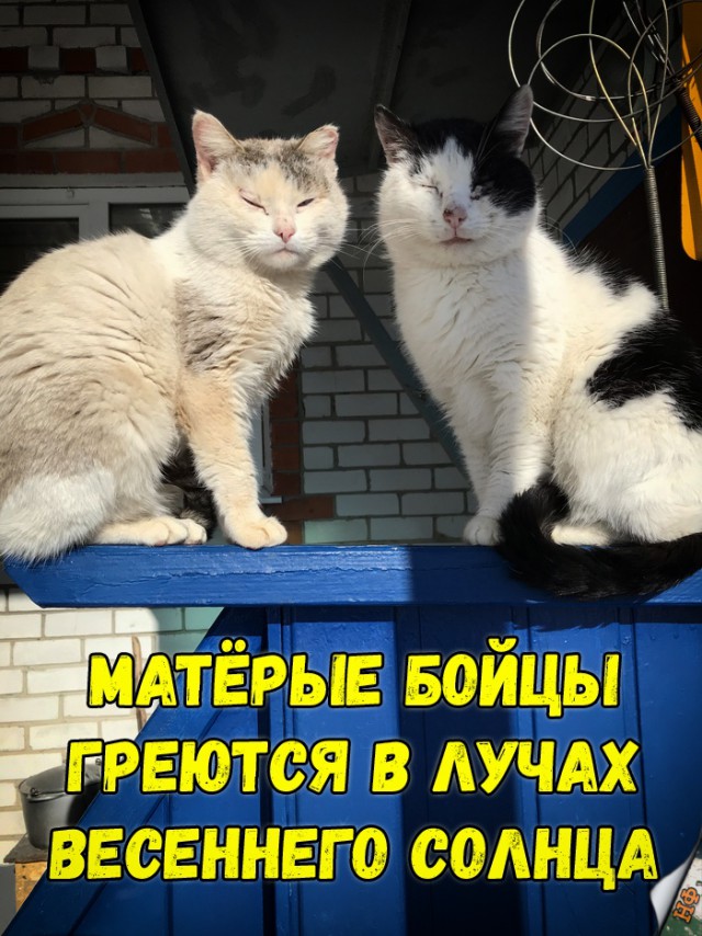 Забавные фото котеек