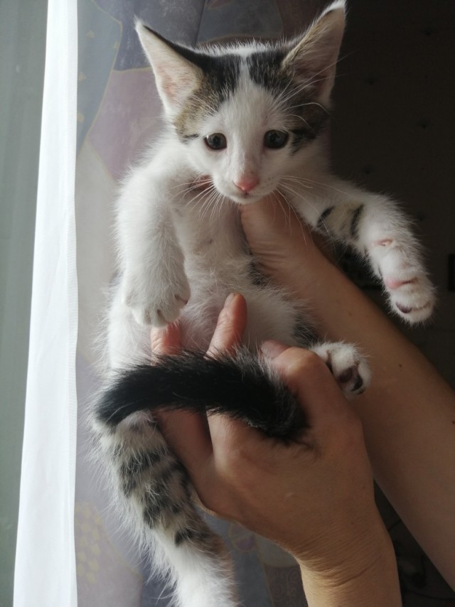 Забавные фото котеек