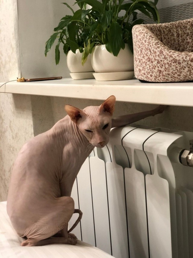 Живность 15.03.20