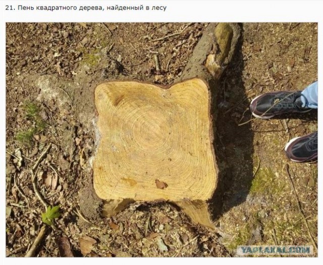 Реальные вещи, которые выглядят так, словно они из параллельной реальности