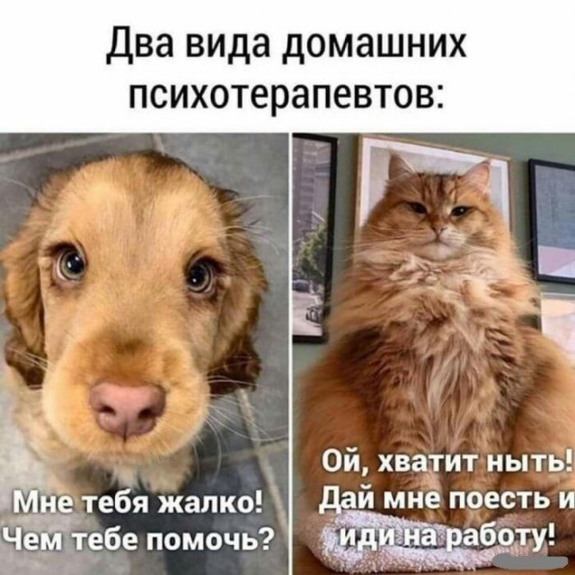 Немного картинок для настроения 09.07.20