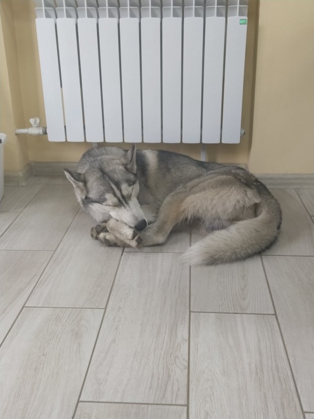 Эти забавные животные