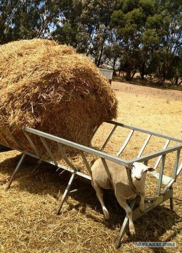 Животные неудачи