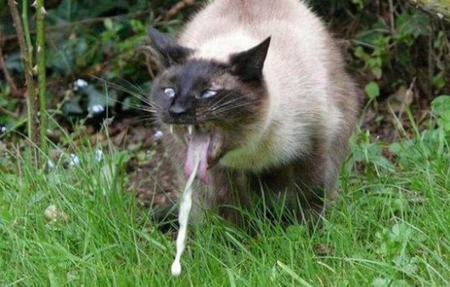 Я мужу сегодня пельмешек сварить обещала