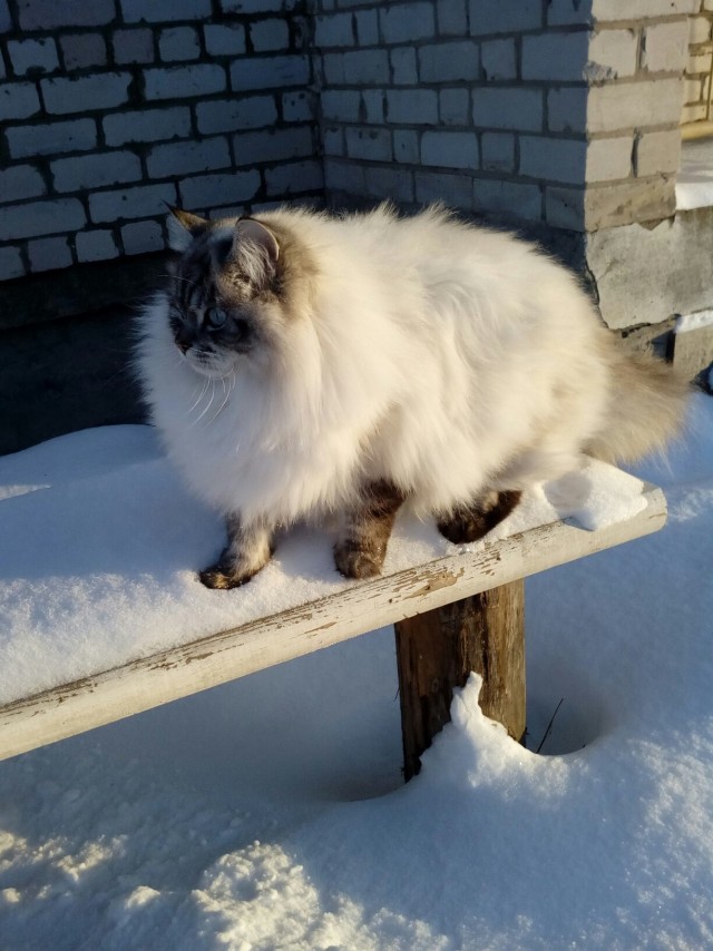 Подборка забавной живности
