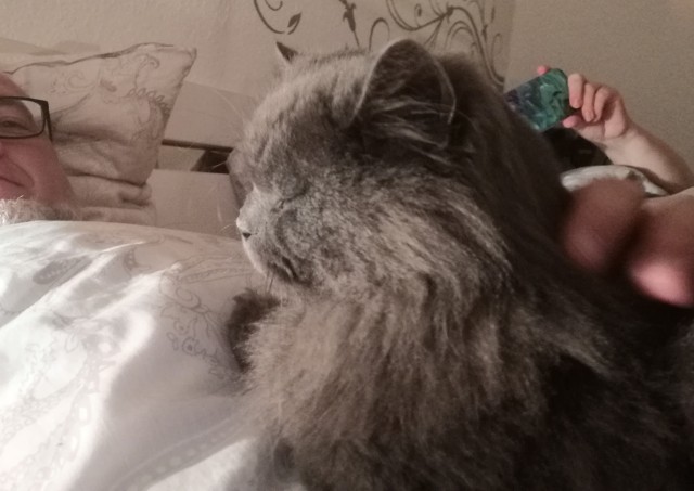 В постели с котом