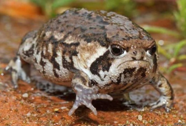 Необычная лягушка, Rain frog