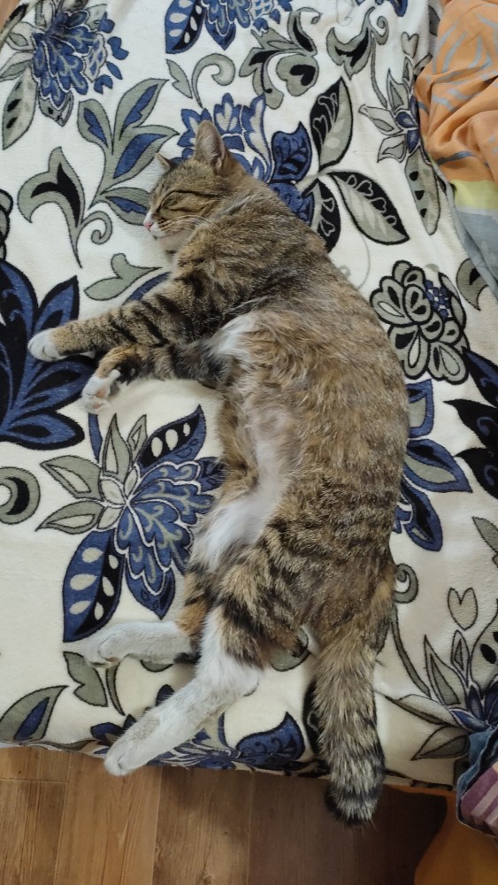 Вторник. Кото-вторник...