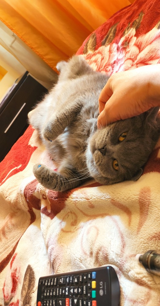 С котовторником!