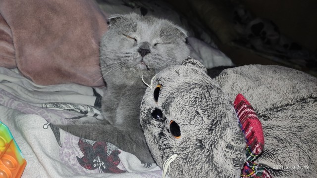 Котовторник. Поговорим о кличках, друзья