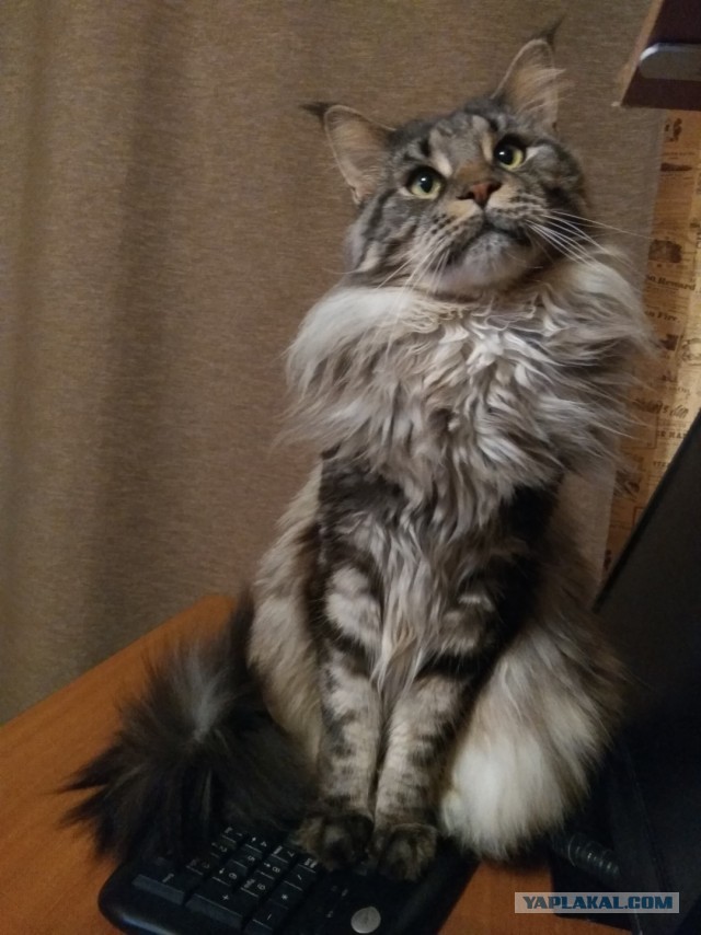 Солнце котовторника уже встало, Господа!