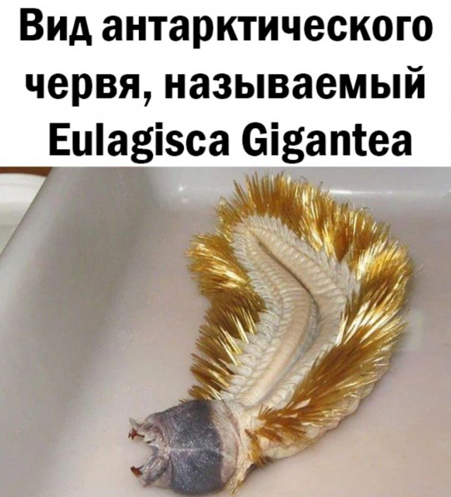 Всяческие картинки 10.12.2021