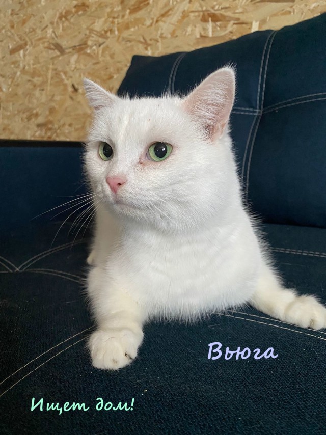 Жизнь домашнего приюта "Котоленд" 320